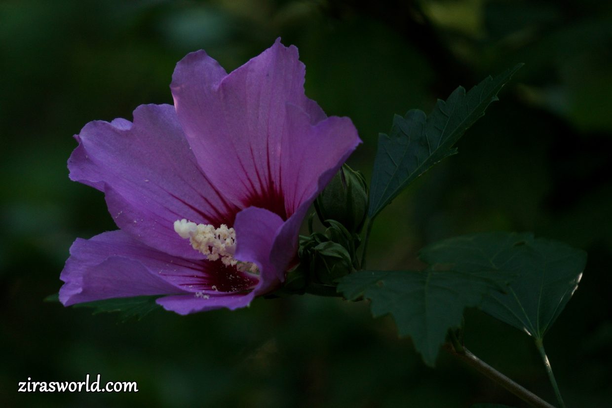 Hibiscus Syriacus