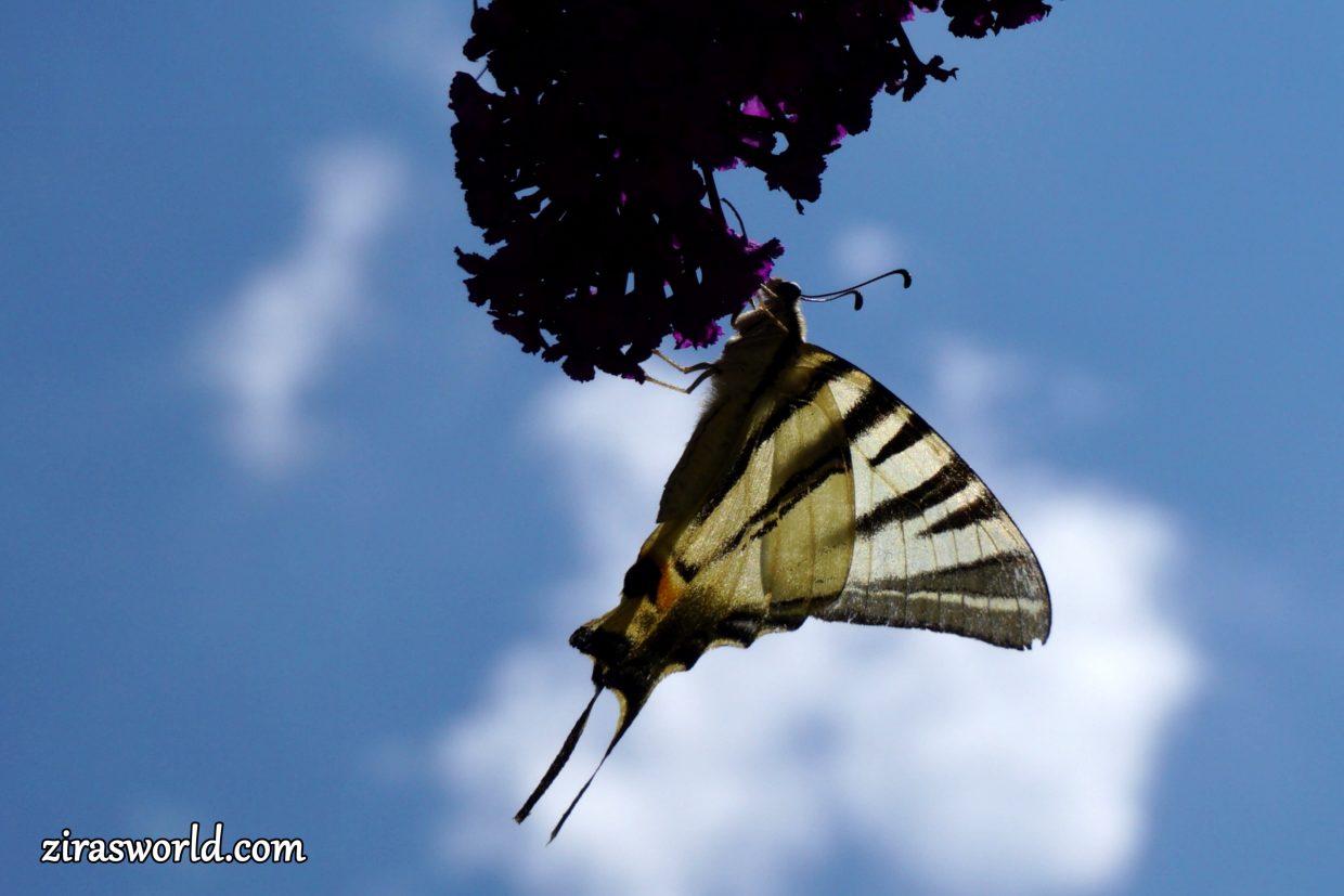 Iphiclides Podalirius On A Buddleja
