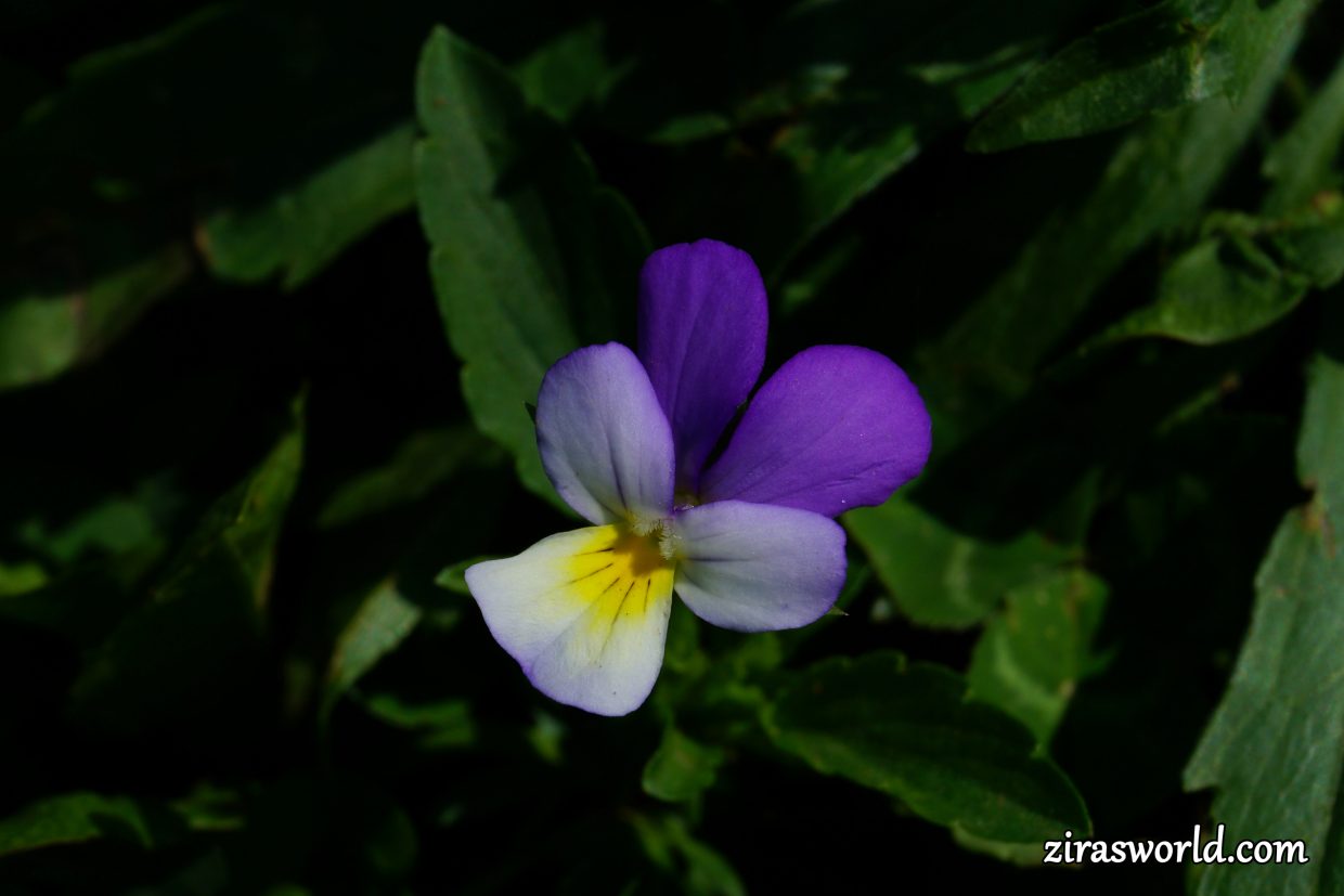 Viola Arvensis