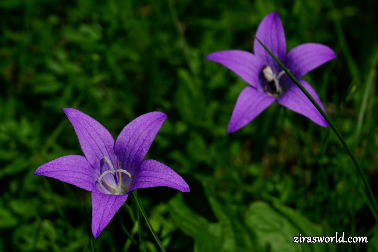Campanula Patula