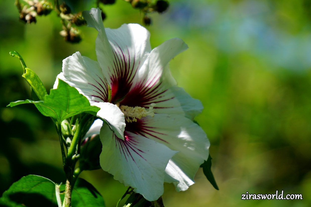 Hibiscus Syriacus