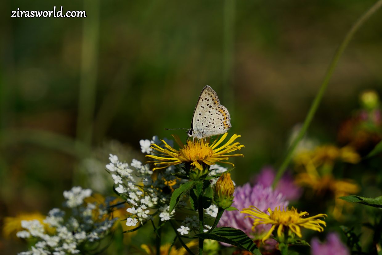 Lycaena Tityrus Underside