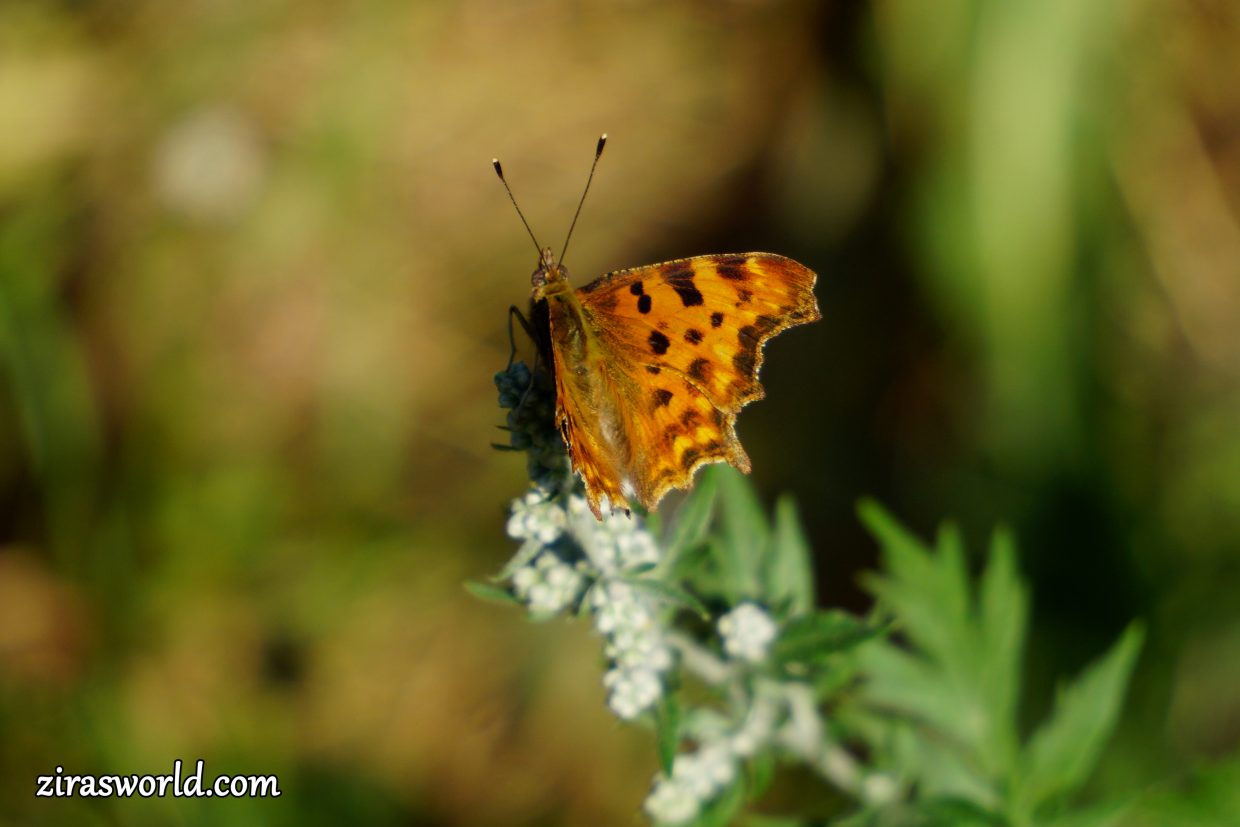 Polygonia c-Album