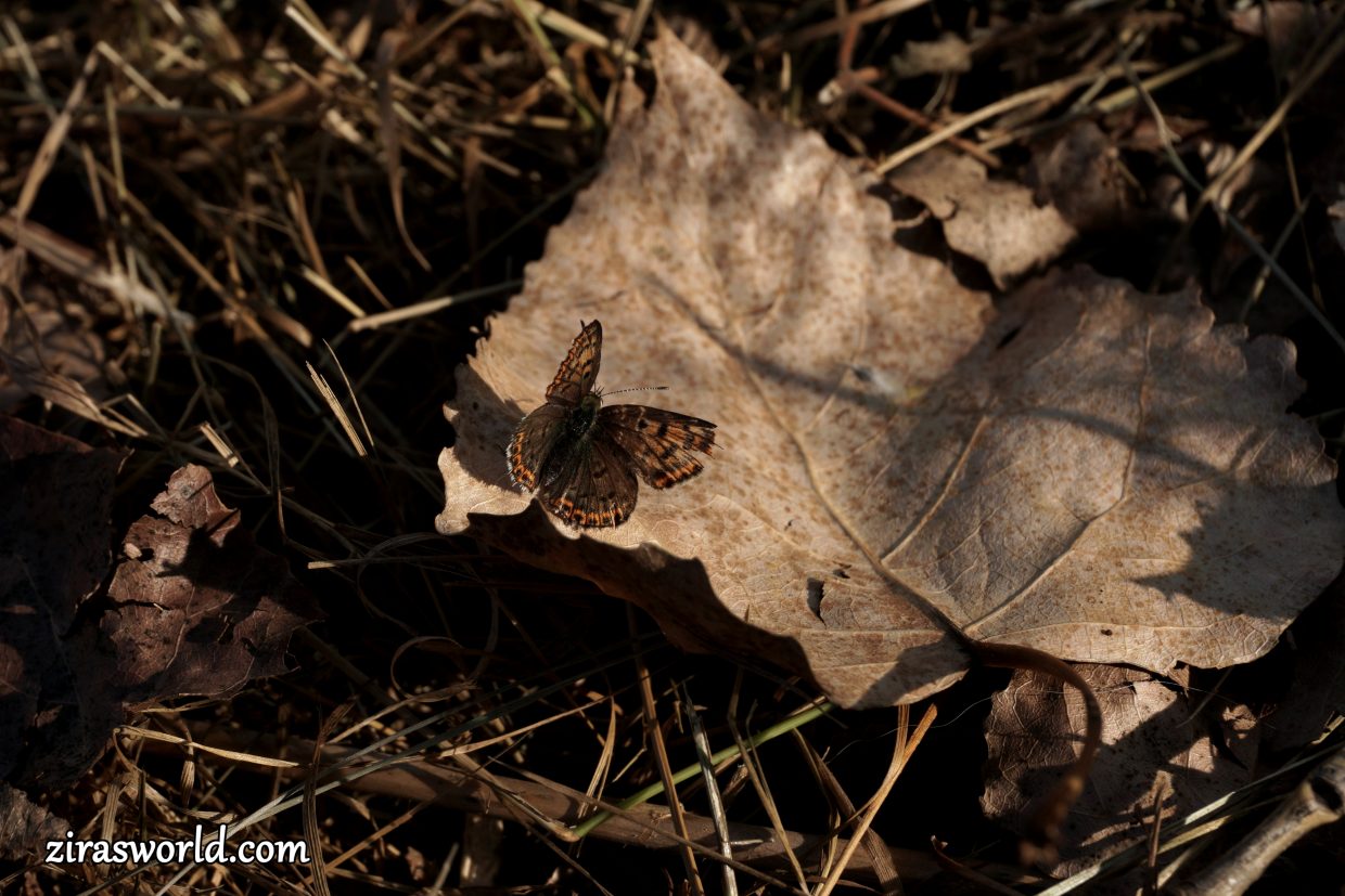 Lycaena Tityrus Female