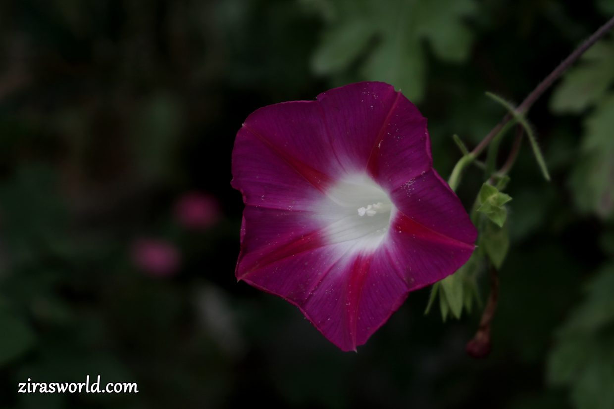 Ipomoea Purpurea
