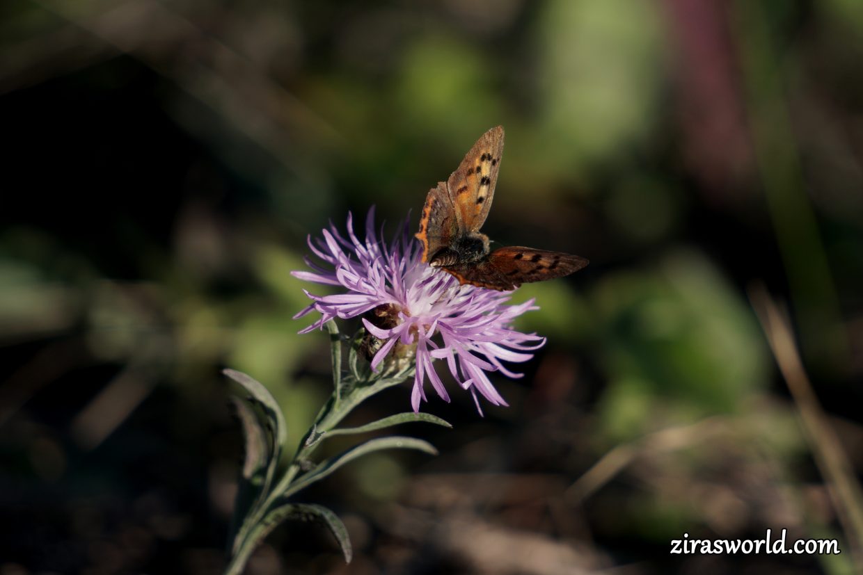 Lycaena Phlaeas