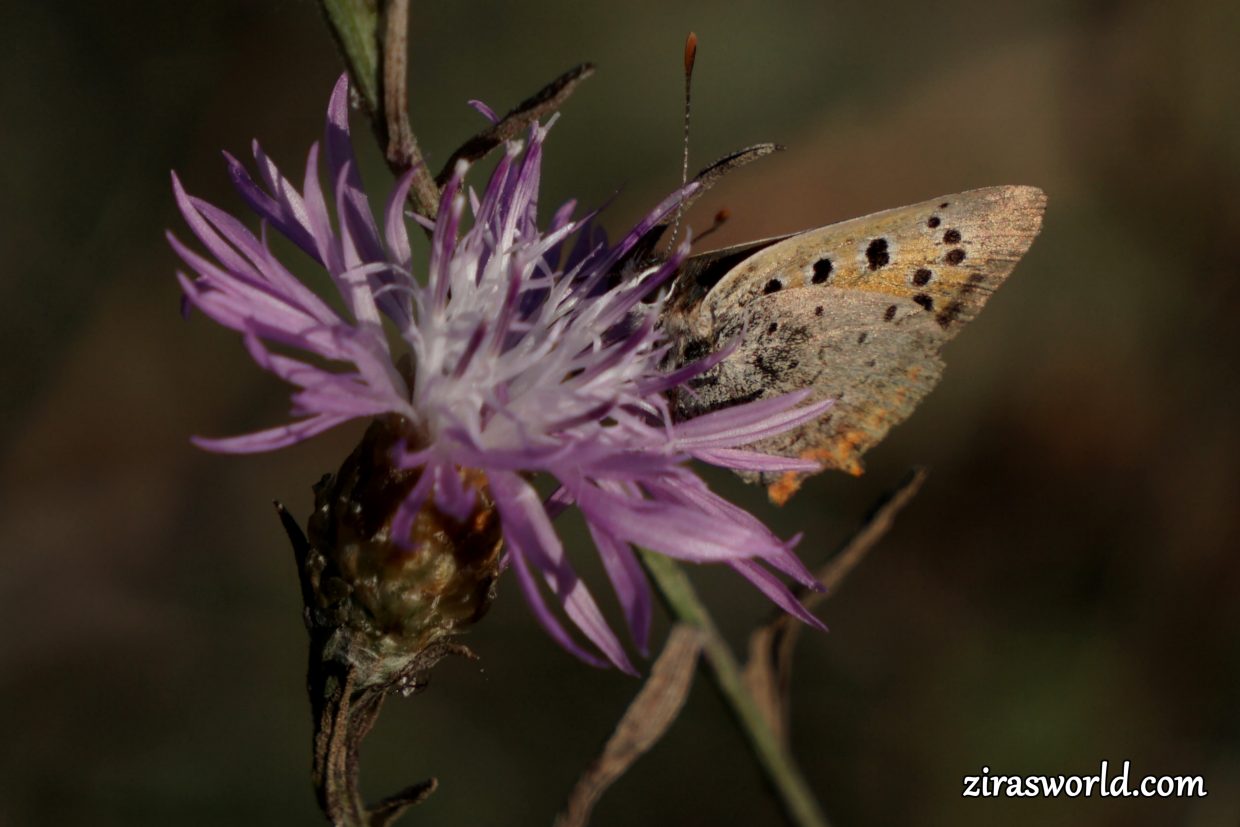 Lycaena Phlaeas