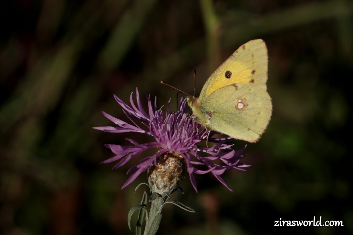Colias Croceus