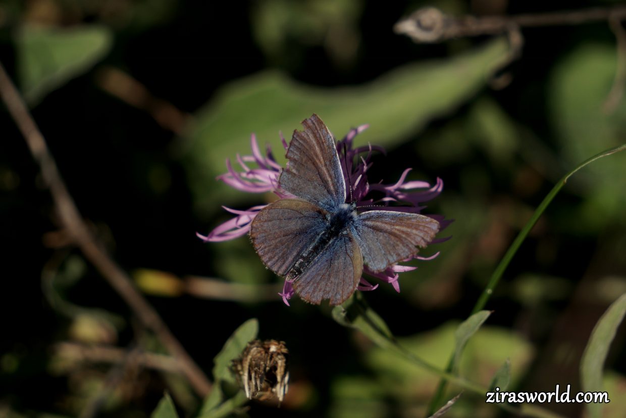 Polyommatus Thersites