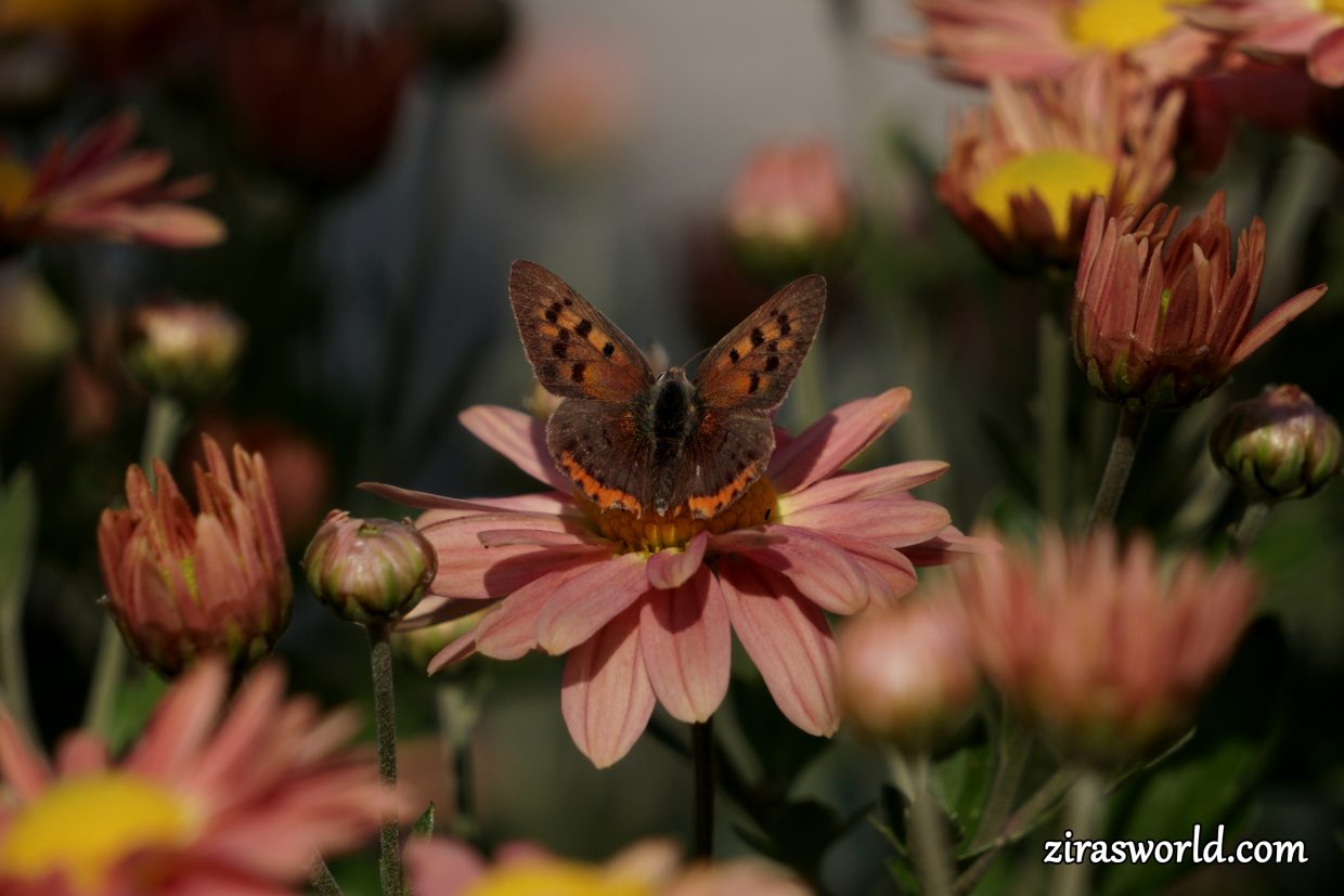 Lycaena Phlaeas