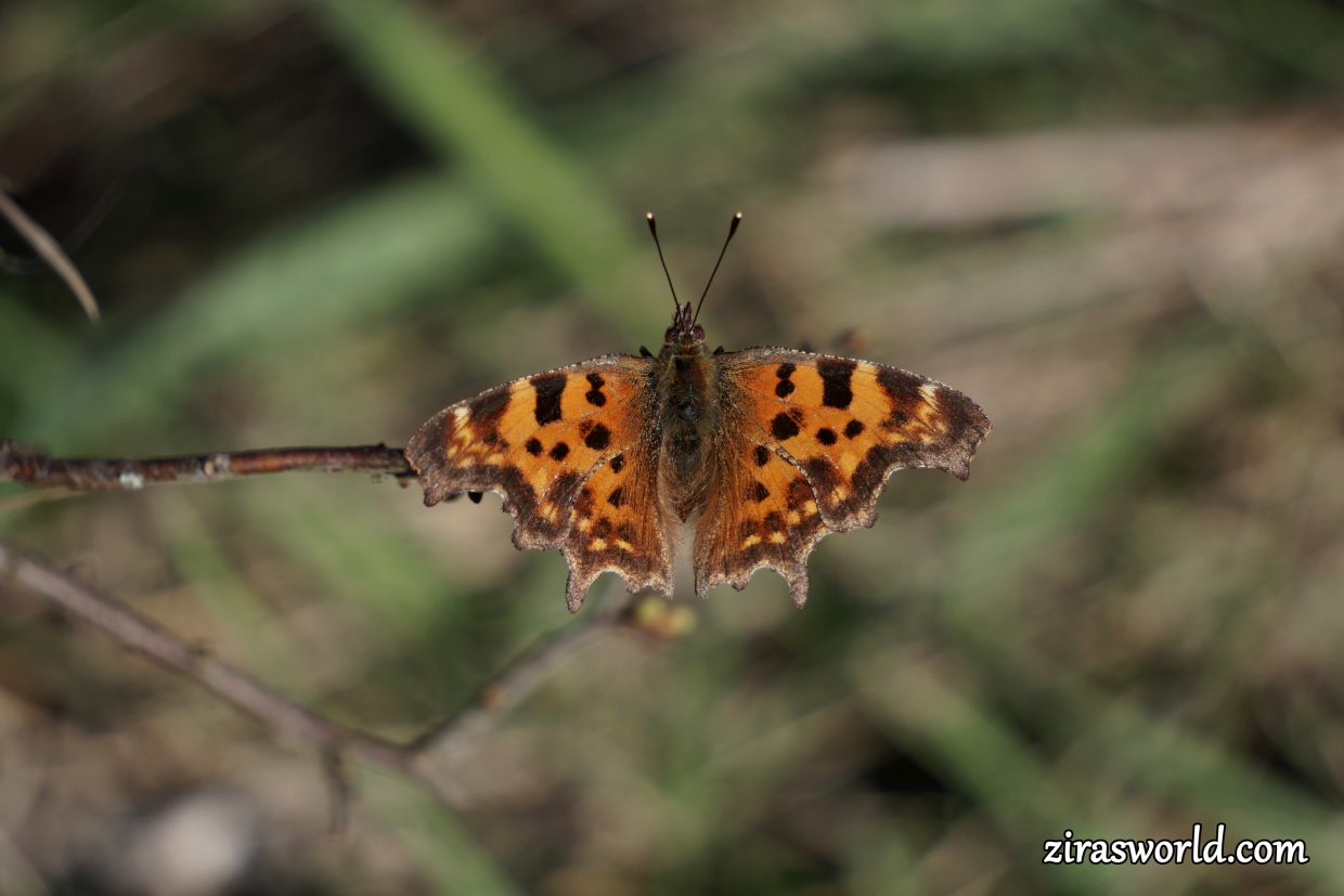 Polygonia c-Album