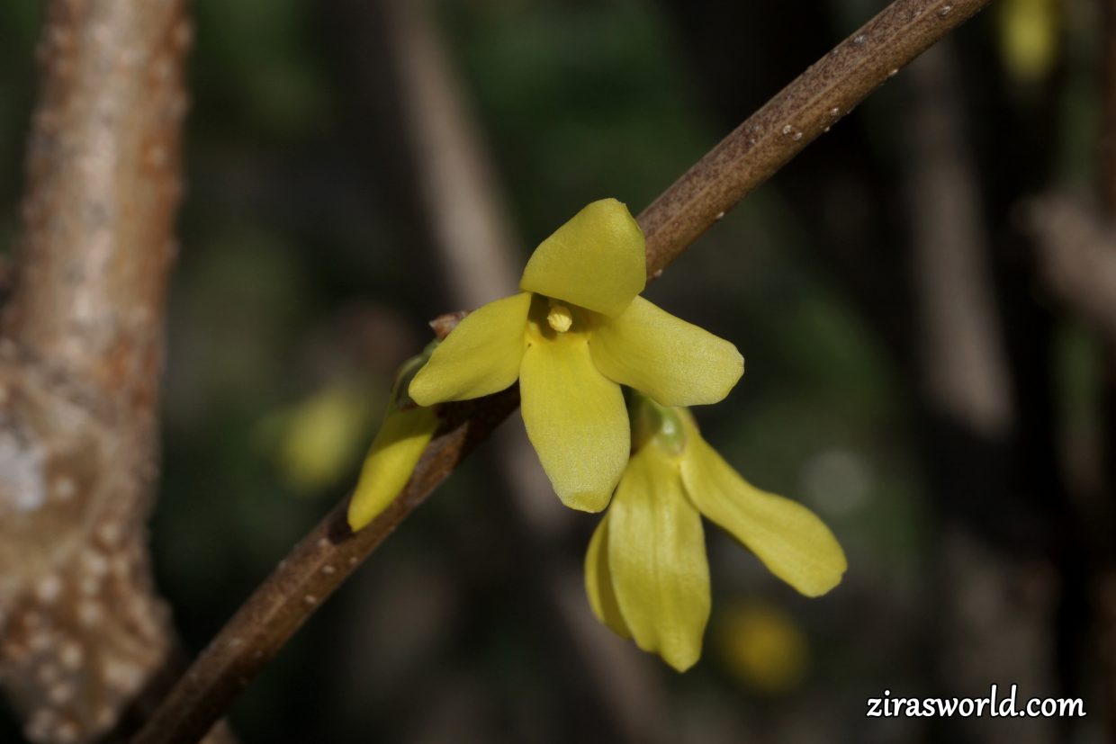 Forsythia x Intermedia