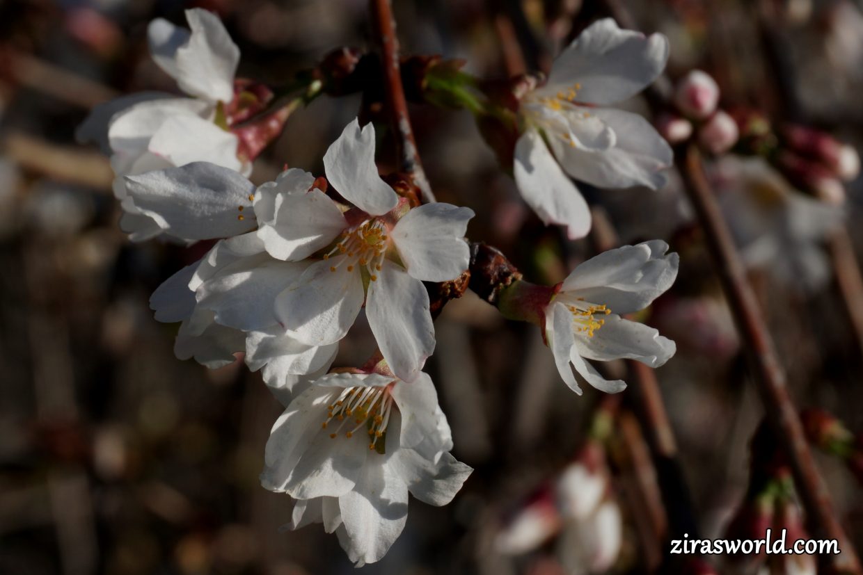 Spring Blossom