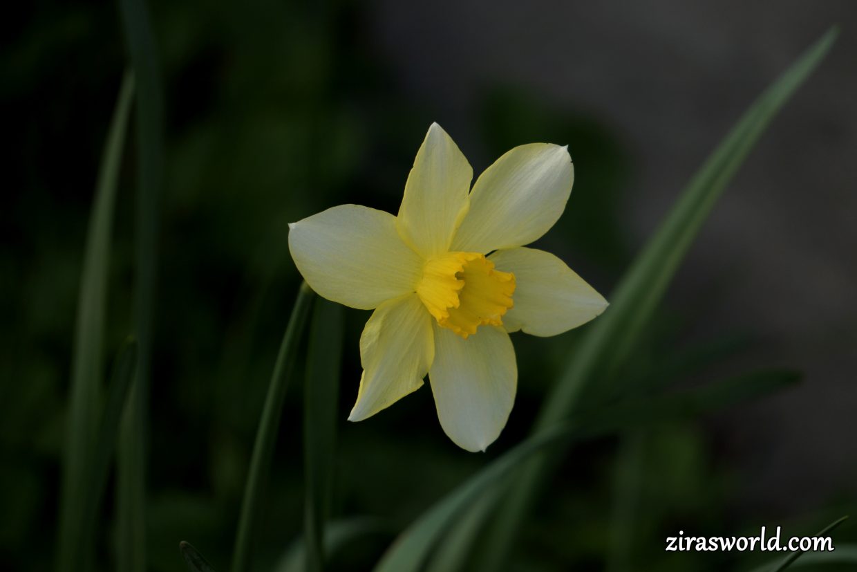 Narcissus