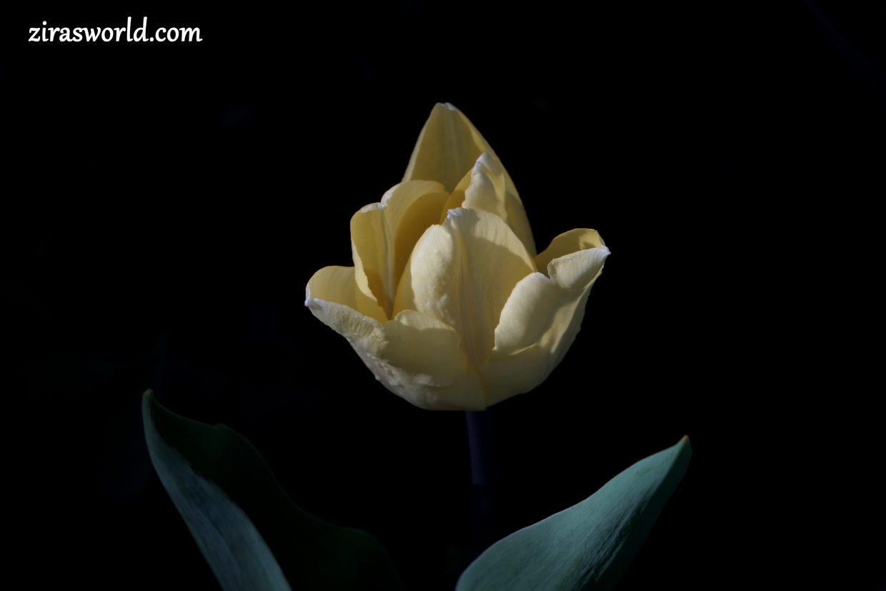 Yellow Tulip