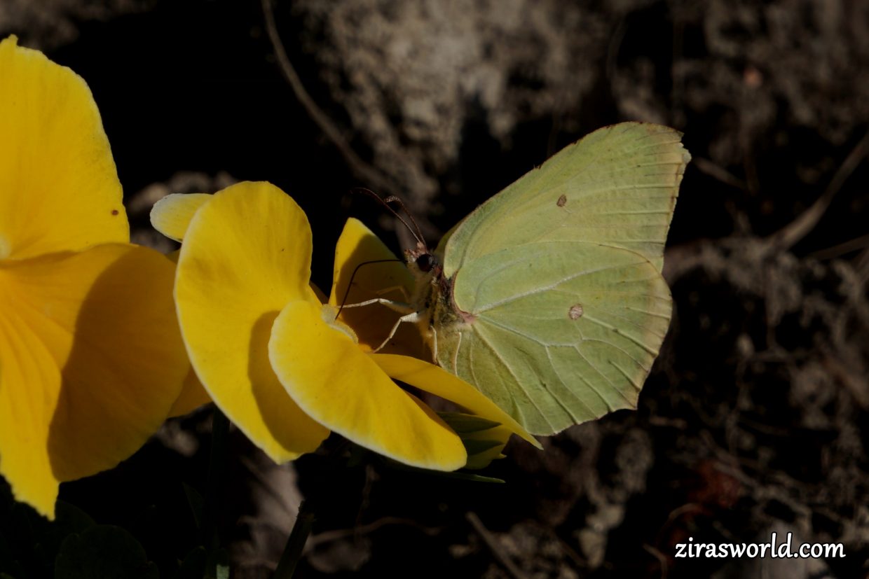 Gonepteryx Rhamni