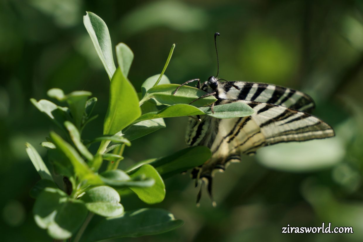 Iphiclides Podalirius
