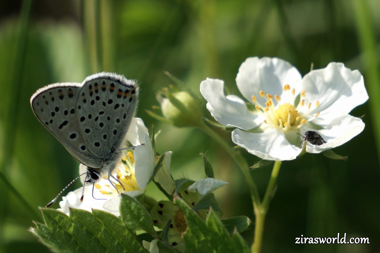 Lycaena Tityrus Underside