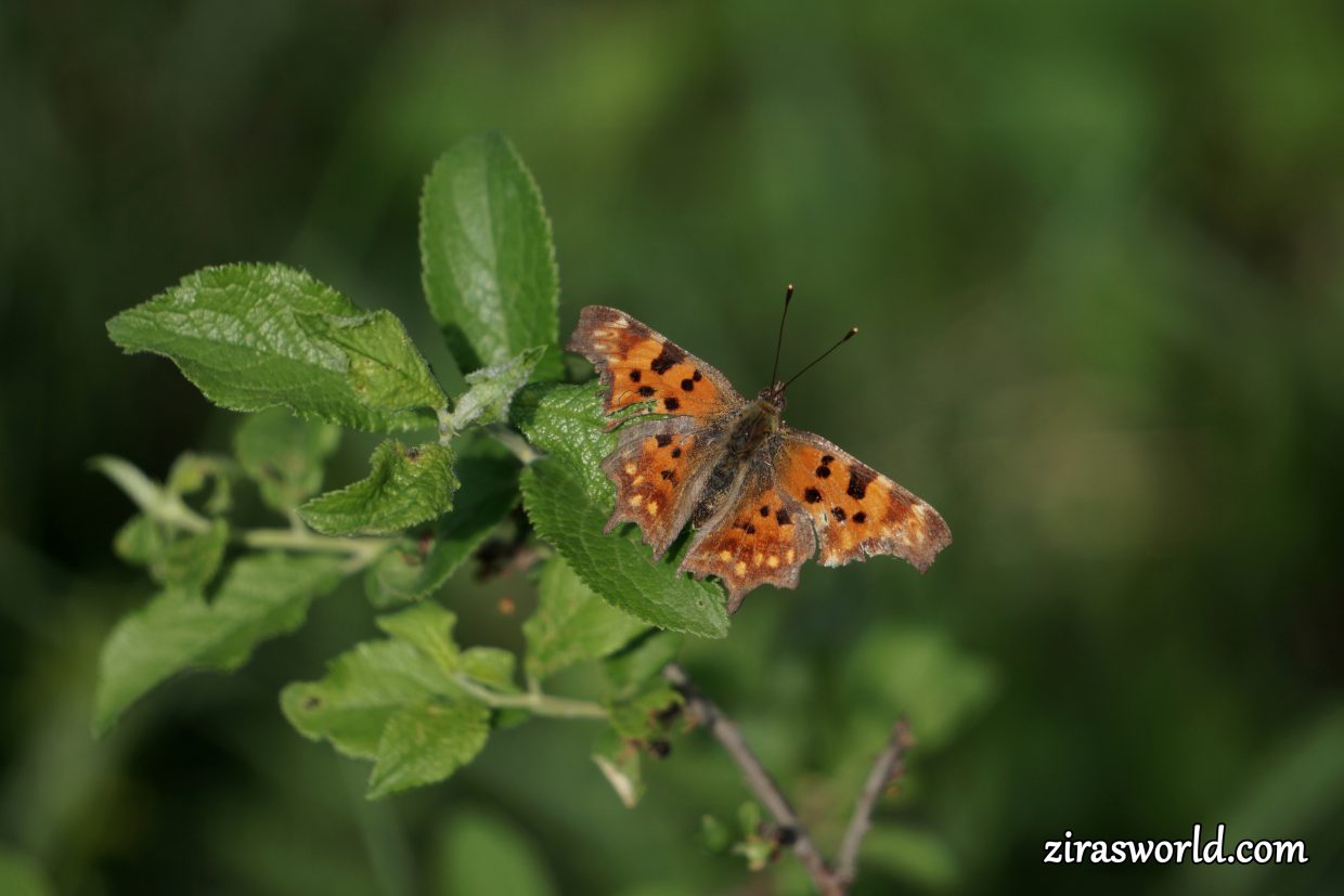Polygonia c-Album