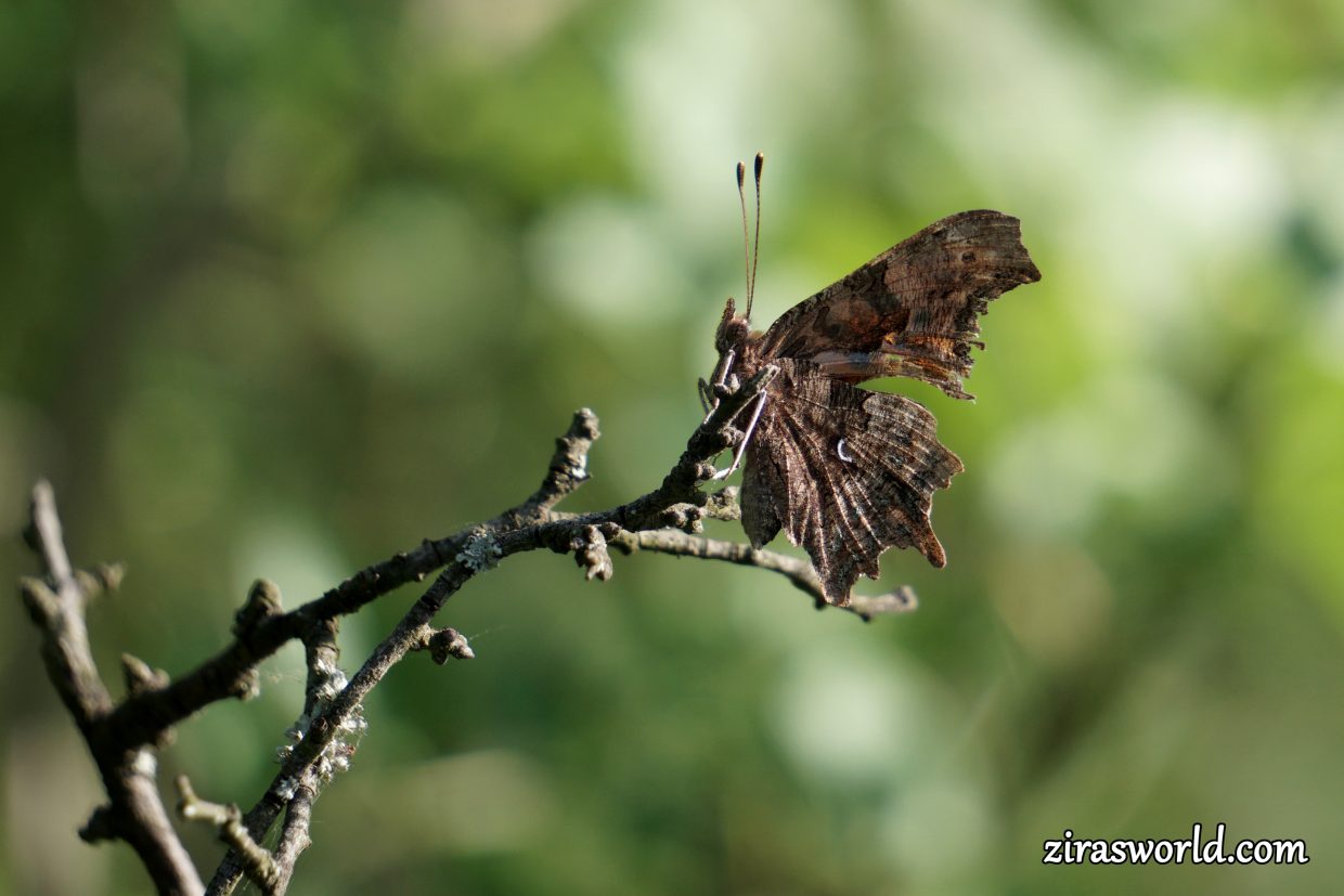 Polygonia c-Album Underside