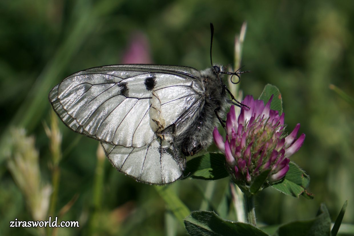 Parnassius Mnemosyne