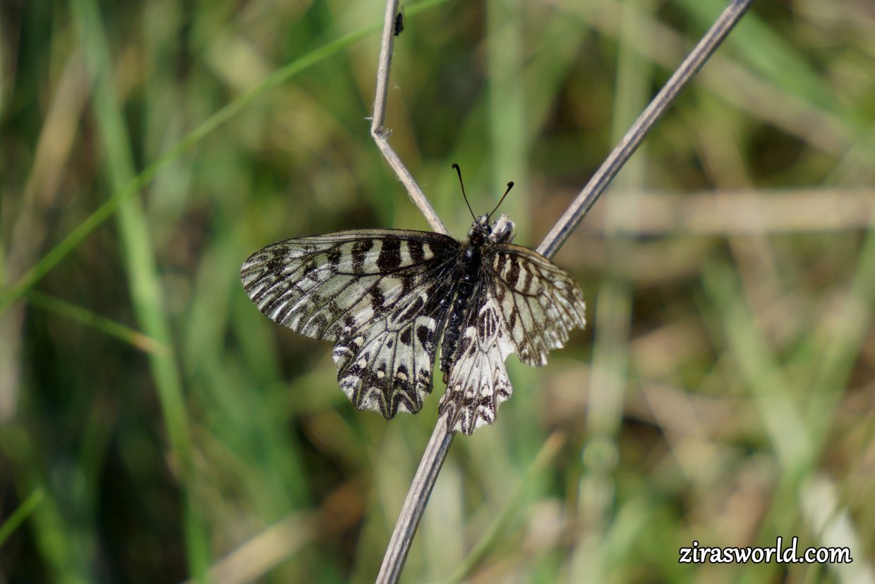 Zerynthia Polyxena