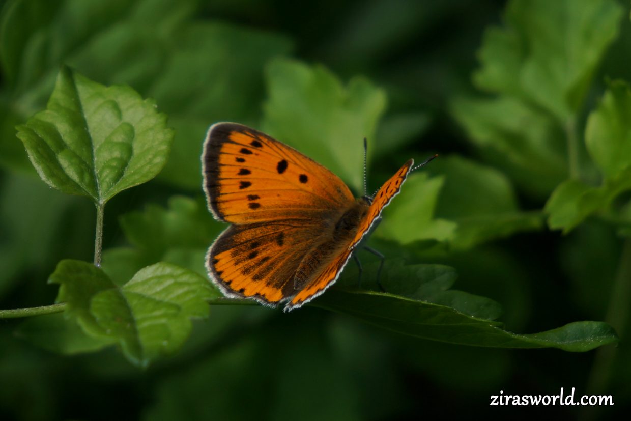 Lycaena Dispar
