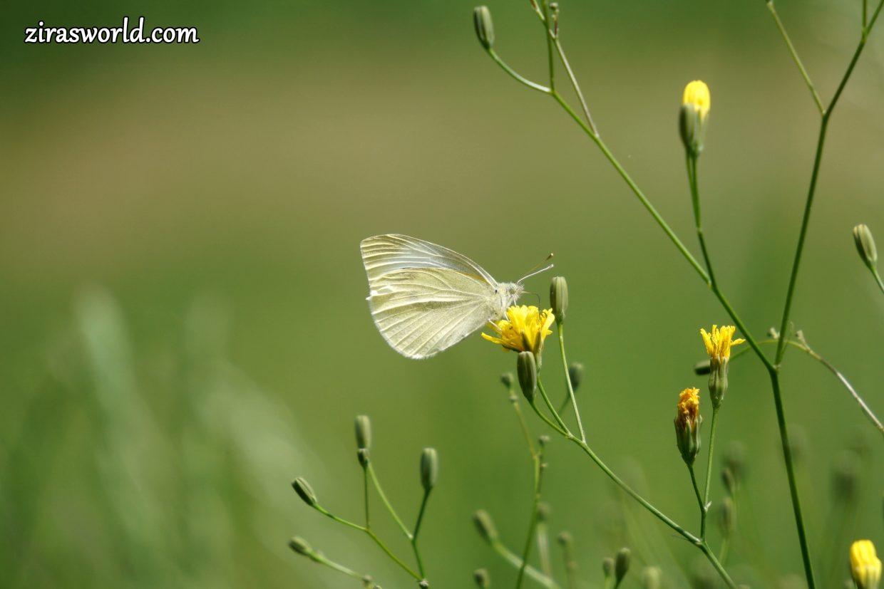 Pieris Rapae