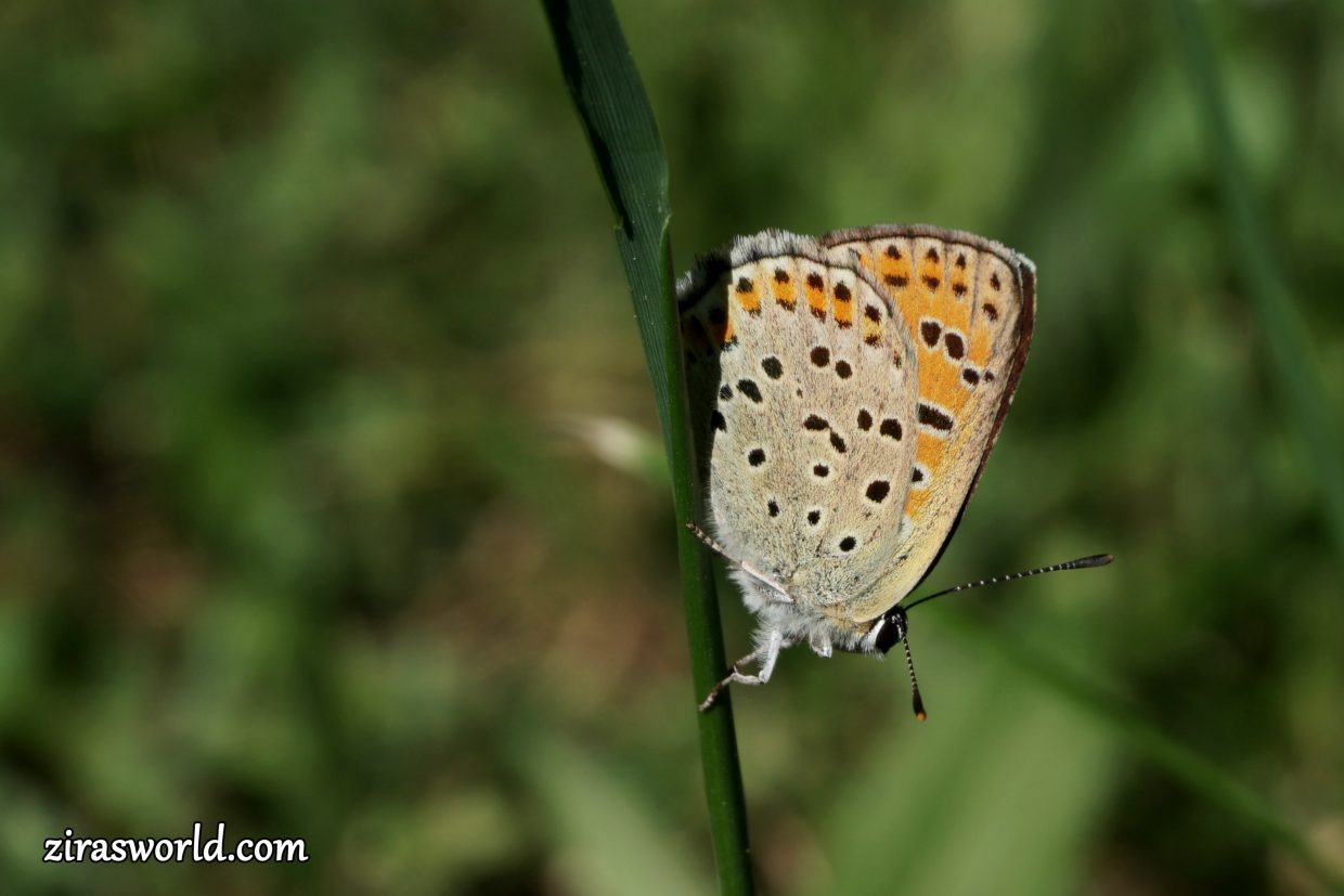 Lycaena Tityrus