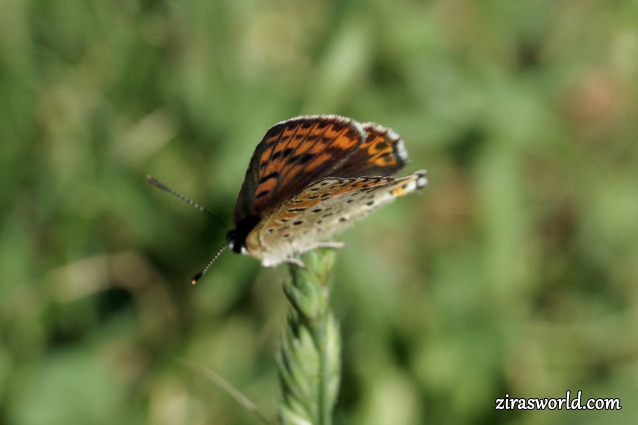 Lycaena Tityrus