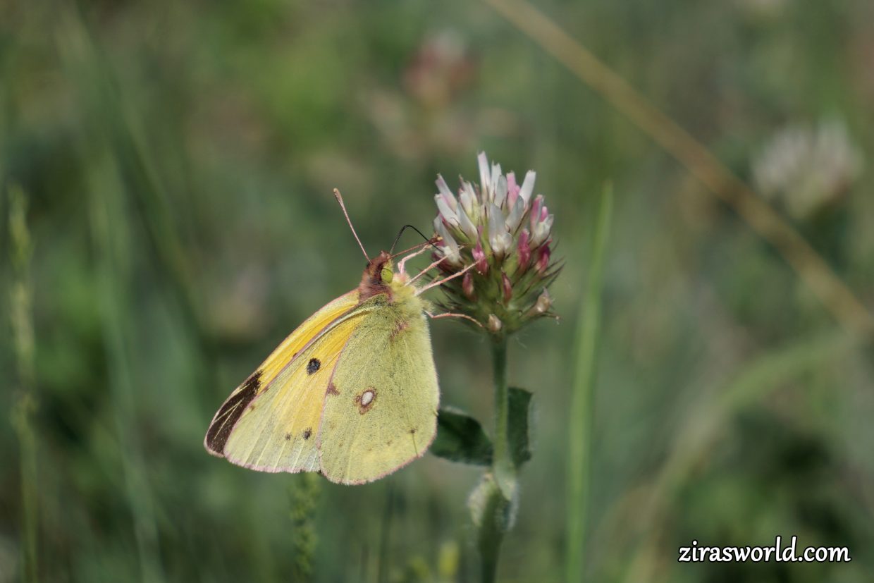 Colias Croceus