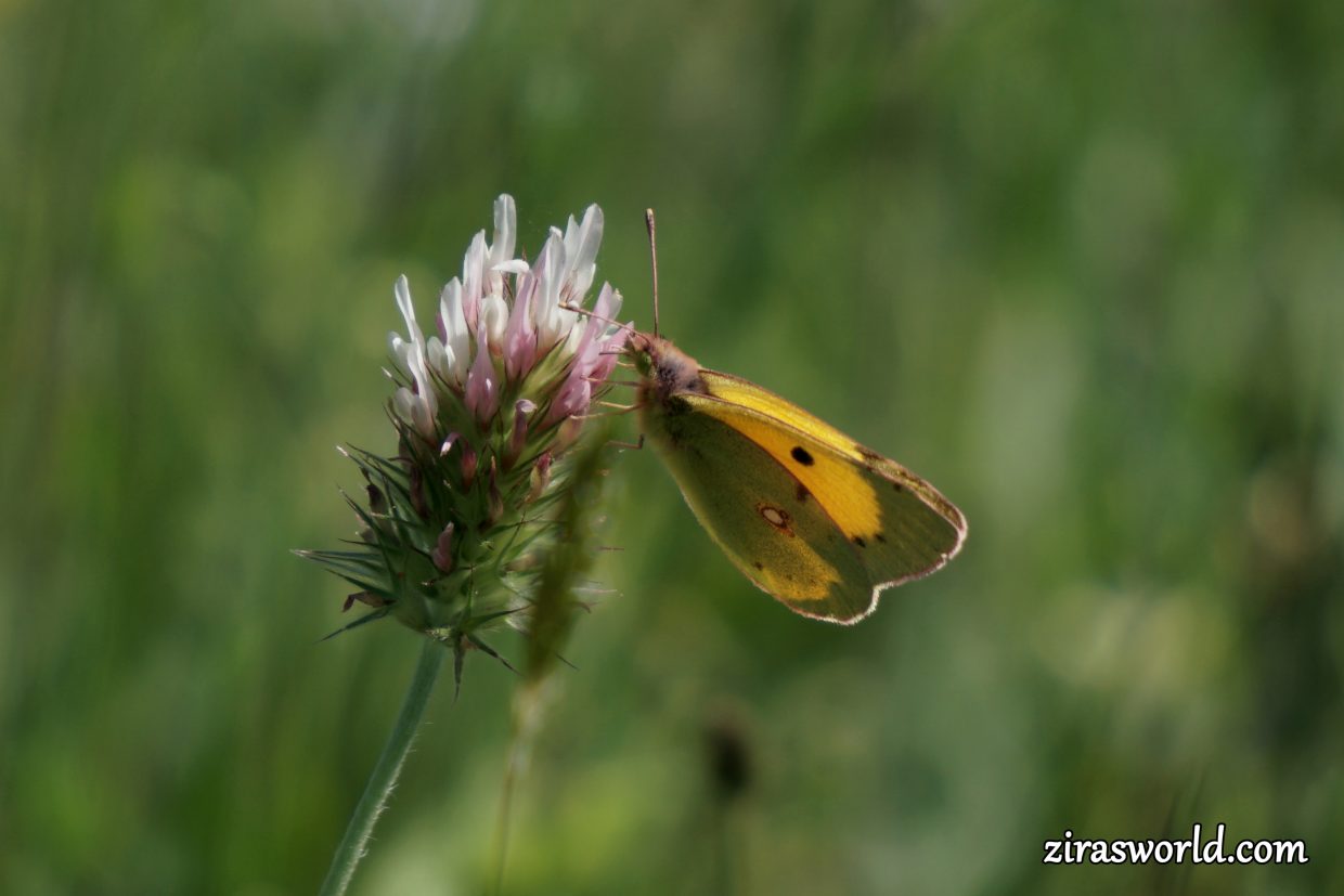 Colias Croceus
