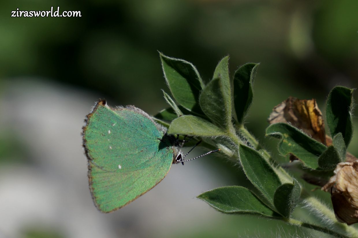 Callophrys Rubi